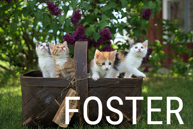 kittens in a basket